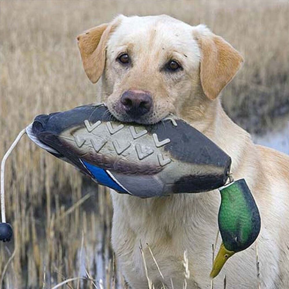 Divertente Richiamo per Anatre - Decoy Duck Plastic recensione e prezzo